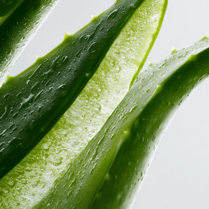 Aloe Vera Inhaltsstoff – beruhigende Hautpflege in Captain's Essentials Produkten